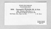 Pseudocercospora oxybaphi image